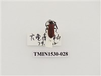 藏品(前角扣頭蟲科)的圖片